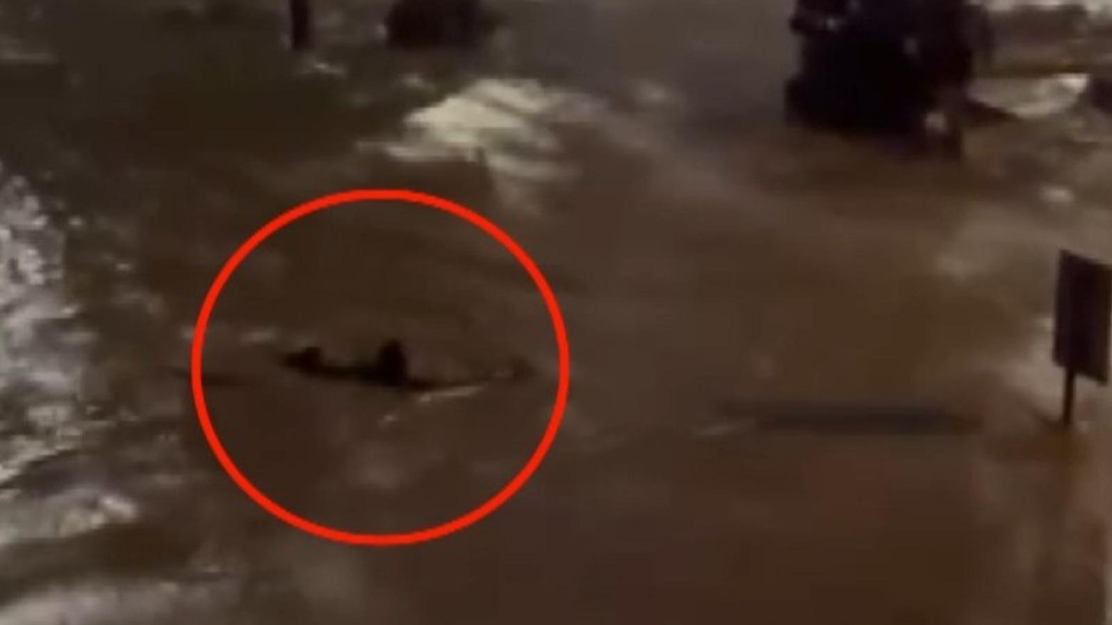 Göle dönen caddede akıntıya kapılmamak için böyle yüzdü! 📹