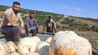 Tarlada bekledikçe daha da tatlanıyor! Tanesi 30 kiloya kadar çıkıyor
