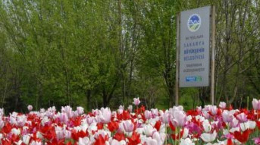 Sakarya B&uuml;y&uuml;kşehir Belediyesi 522 bin adet &ccedil;i&ccedil;ek dikti