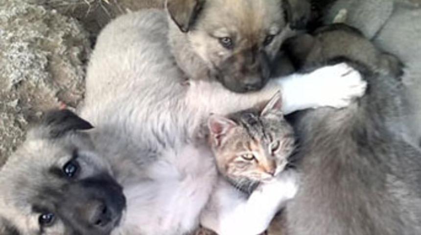 Soğuk onları bile dost yaptı!