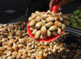 Adana'da yaş fındık 30 lira