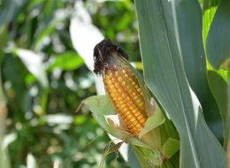 Mısırda yüksek rekolte beklentisi