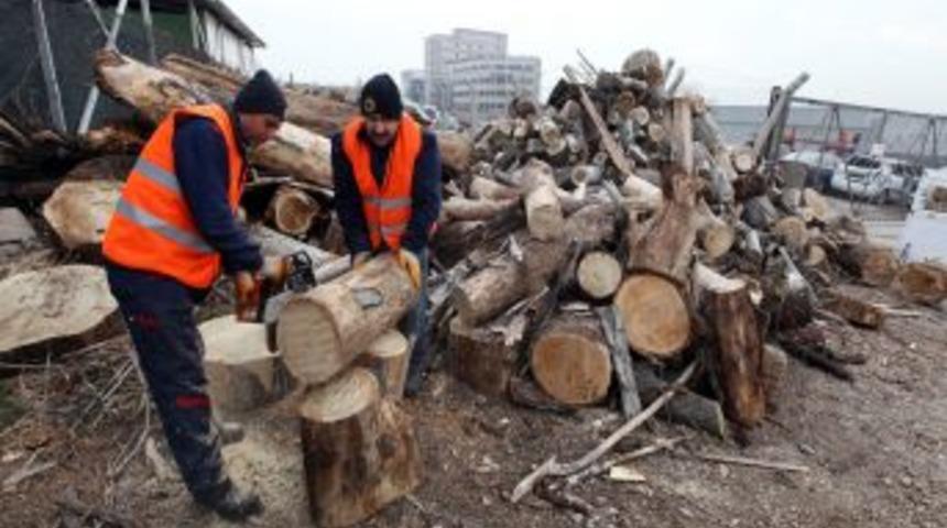 Budamadan elde edilen odunlar dar gelirlileri ısıtacak
