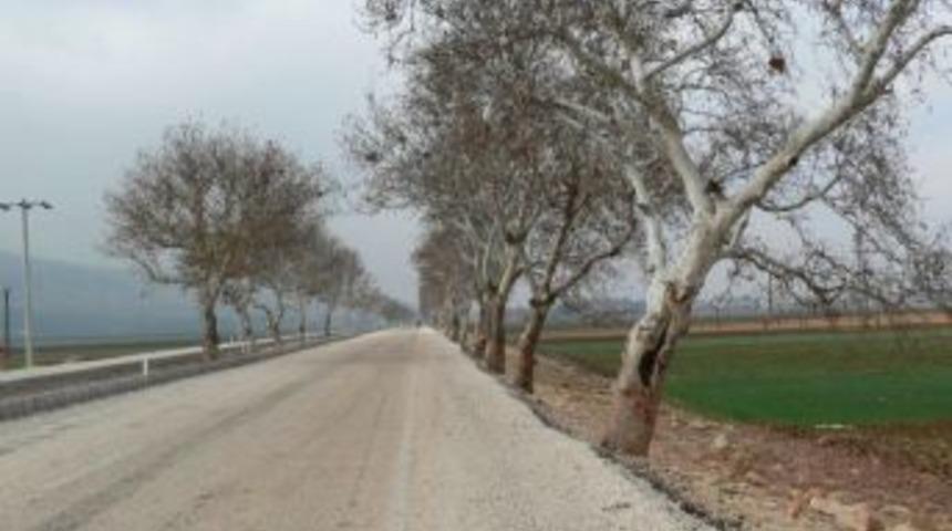 Çınar ağaçları koruma altına alınacak