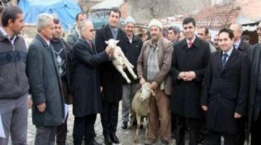 K&ouml;yl&uuml;ye koyun ve fidan dağıtıldı