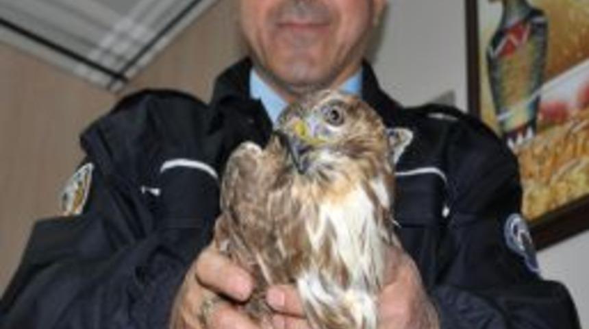 Avcıların yaraladığı şahin koruma altına alındı