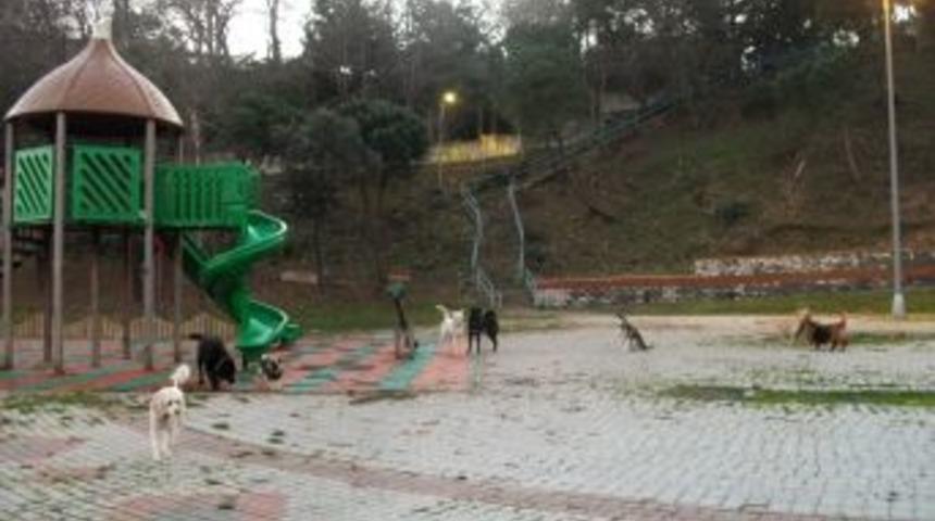 Rus bakıcıların &ccedil;ocuk parkında gezdirdiği k&ouml;pekler tehlike sa&ccedil;ıyor