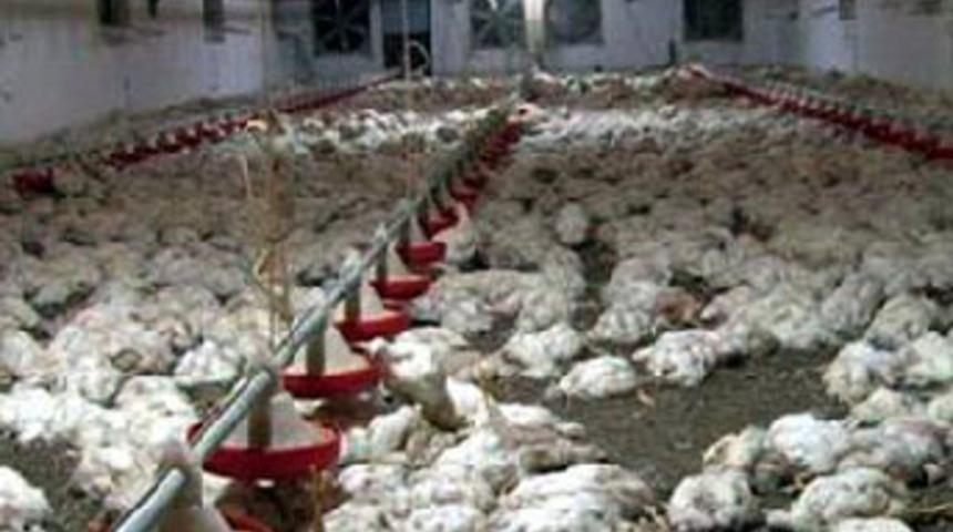 Elektrikler kesilince 22 bin tavuk telef oldu