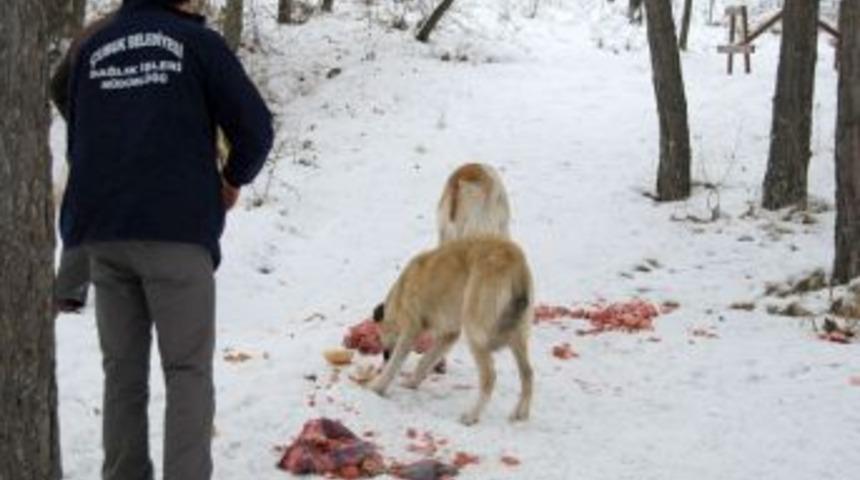 Belediye sokak hayvanları i&ccedil;in &ccedil;adır kurdu