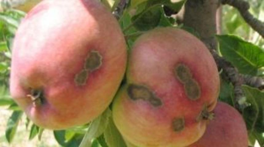 Uzmanlar: Elmadaki kara leke doğru ila&ccedil;lama yapılmamasından kaynaklanıyor