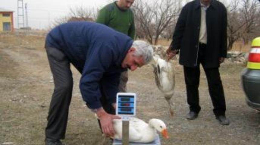 Kağızman'da kaz ve hindi satışı