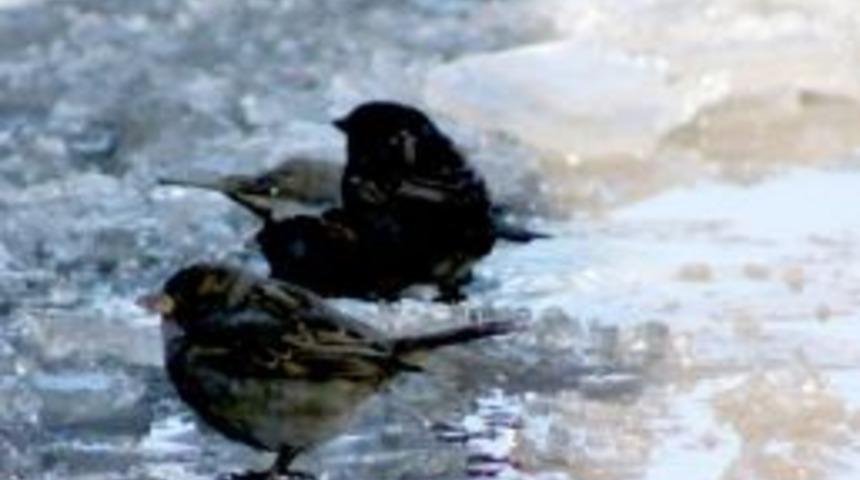 Kuşların buzlu suda kış banyosu