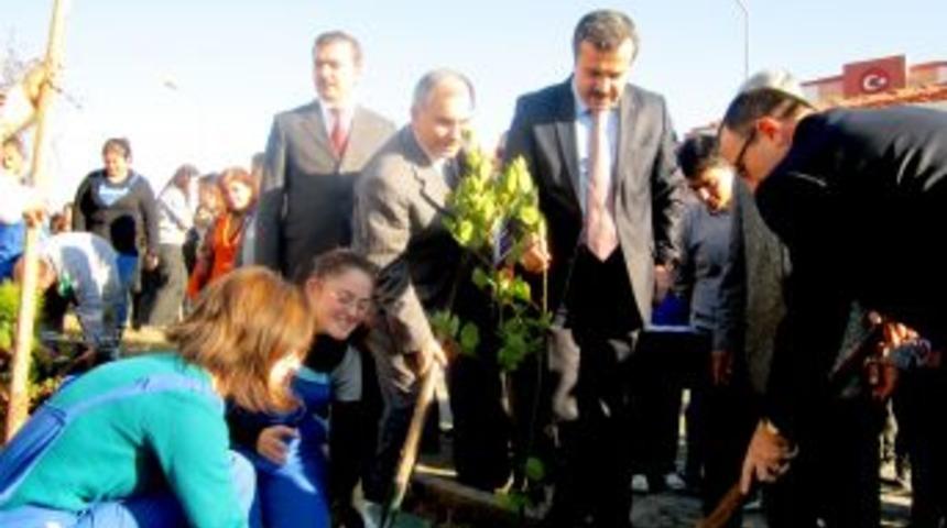 Mersin ağa&ccedil; dikmede bu yıl da birinci olacak