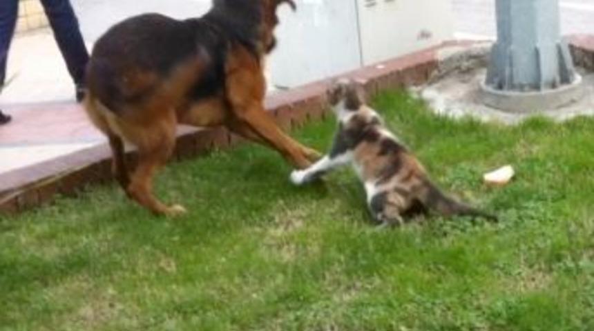 Kedi ile k&ouml;peğin 'ekmek kavgası'