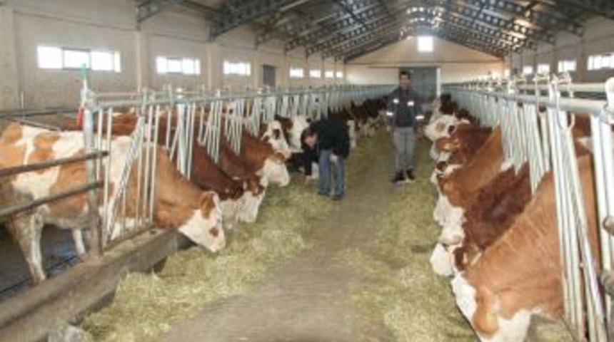 Erzincan'da s&uuml;t karşılığında inek dağıtıldı