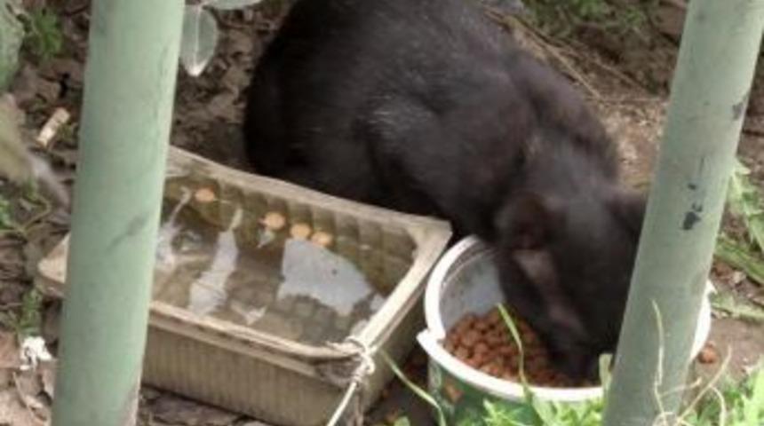 Ş&uuml;pheli paketten 'kara kedi' &ccedil;ıktı