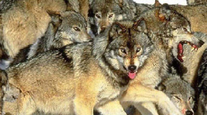 Aç kurtlar muhtarın eşini kaçırdı