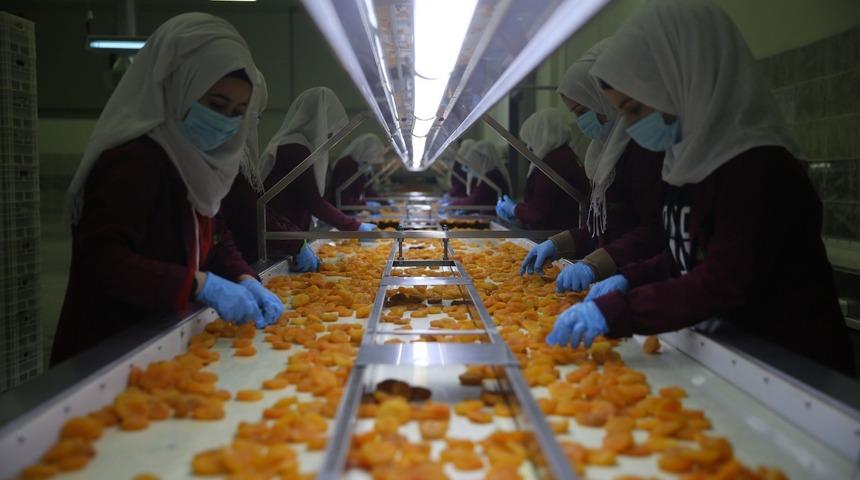 Malatya kayısısından 2 ayda 46 milyon dolarlık ihracat