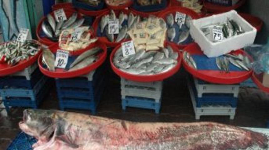 Kızılırmakta 1 bu&ccedil;uk metrelik dev yayın balığı yakalandı