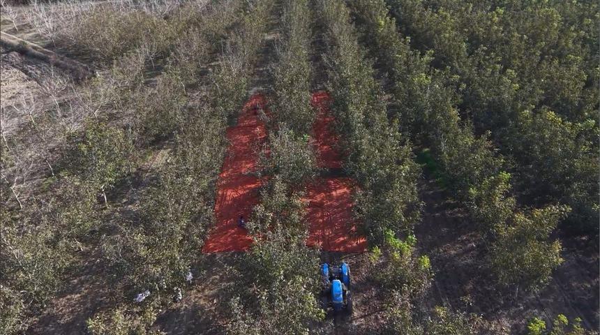 Cevizde y&uuml;zde 30 kayıp! &Uuml;reticinin fiyat beklentisi dikkat &ccedil;ekti