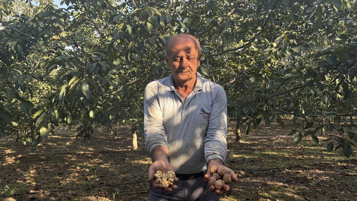 Cevizde y&uuml;zde 30 kayıp! &Uuml;reticinin fiyat beklentisi dikkat &ccedil;ekti 3