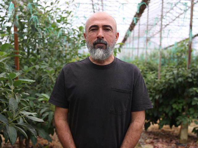 Coğrafi işaretli "Alanya avokadosu"nda ihracat d&ouml;nemi başladı