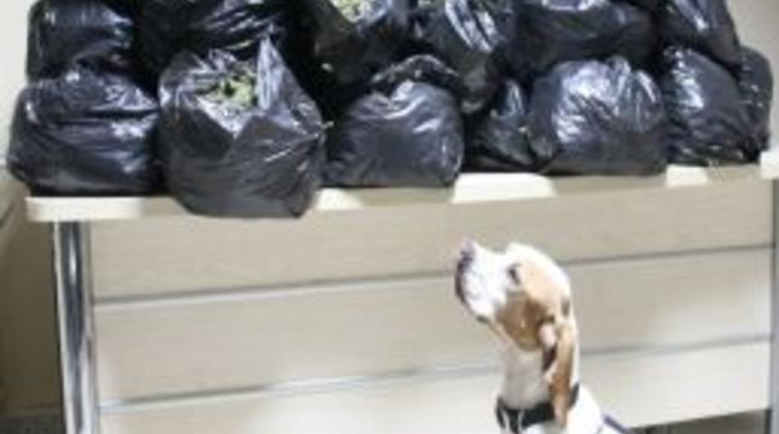 Polisi kontrol ederek getirdikleri 50 kilogram esrarı Alanya&rsquo;da yakattılar