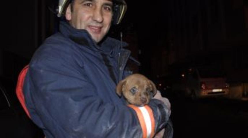 Enkaz altındaki yavru k&ouml;pek i&ccedil;in itfaiye seferber oldu