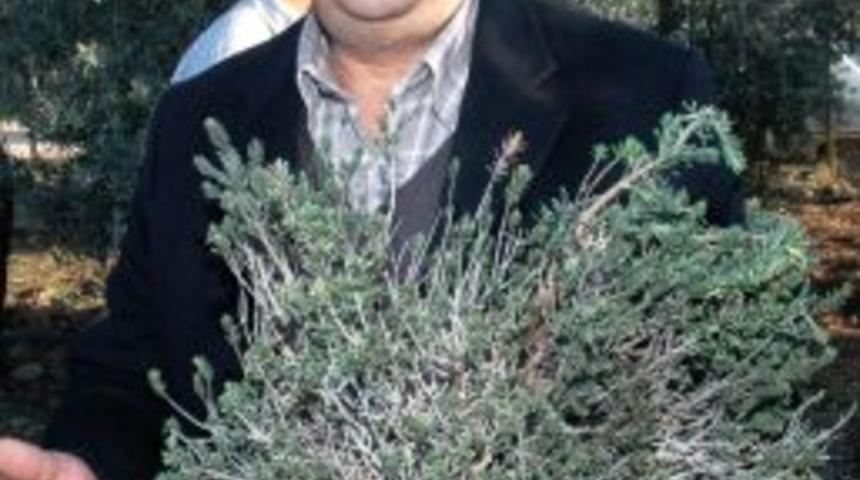 Kekikte verimliliği s&uuml;rekli hale getirecek