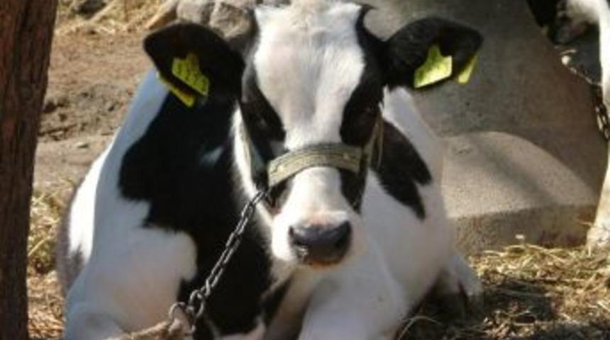 Osmaniye&rsquo;de k&uuml;pesiz b&uuml;y&uuml;kbaş hayvan kalmayacak