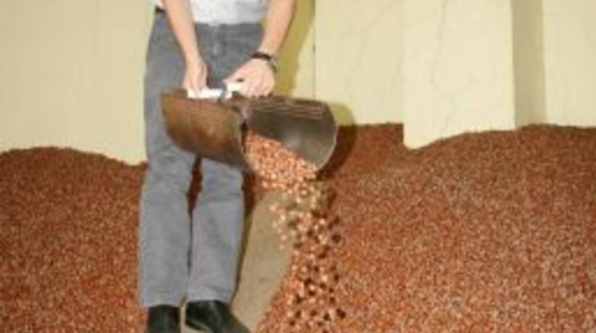 Ofis fındık satacağını duyurdu, fındık 1,5 lira ucuzladı