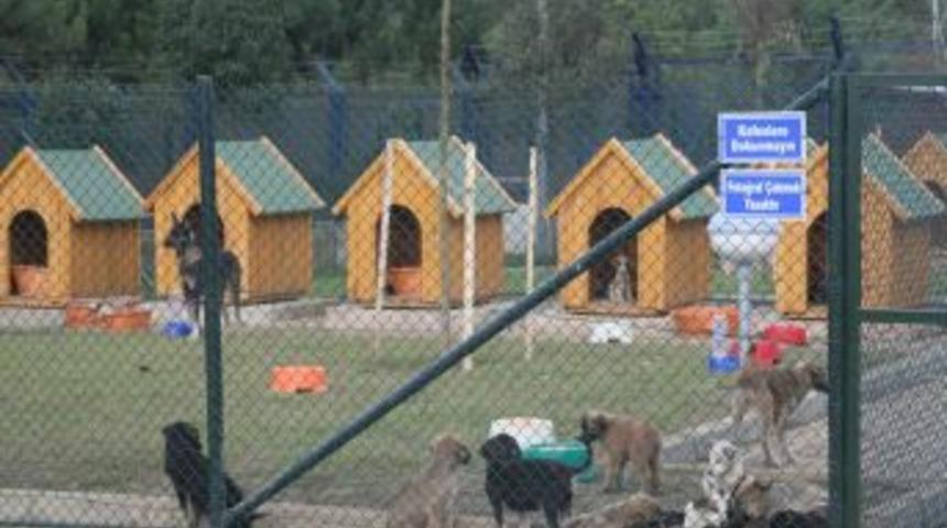 Kocaeli'de 650 sokak hayvanı yuvaya kavuştu