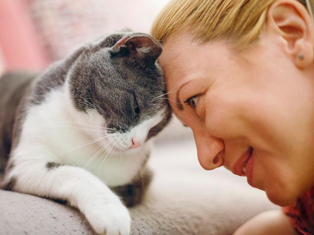 Kedi sahiplenmek i&ccedil;in 7 bilimsel neden