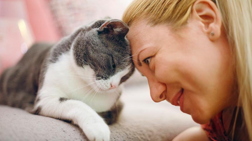 Kedi sahiplenmek i&ccedil;in 7 bilimsel neden: Ruh sağlığından kalp sağlığına kadar etkili