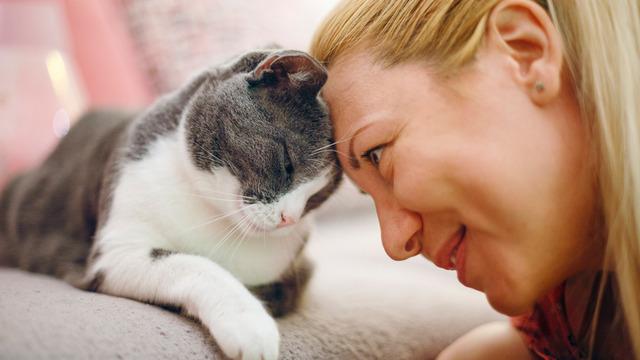 Kedi sahiplenmek için 7 bilimsel neden: Ruh sağlığından kalp sağlığına kadar etkili