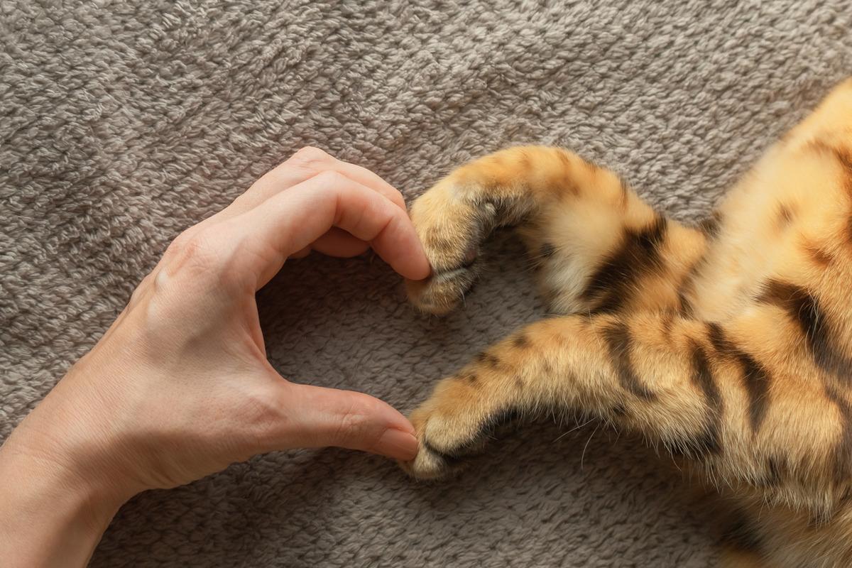 Kedi sahiplenmek için 7 bilimsel neden: Ruh sağlığından kalp sağlığına kadar etkili 2