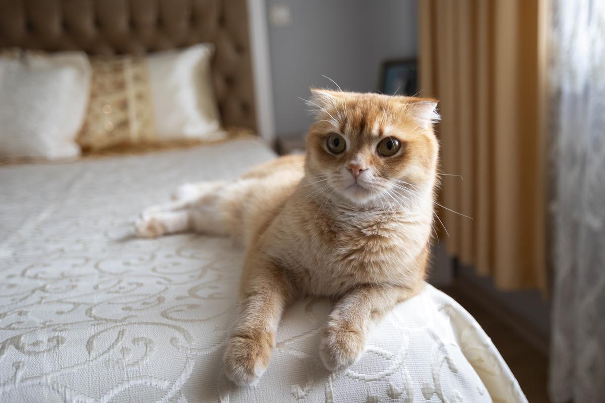 Kedi sahiplenmek için 7 bilimsel neden: Ruh sağlığından kalp sağlığına kadar etkili 1