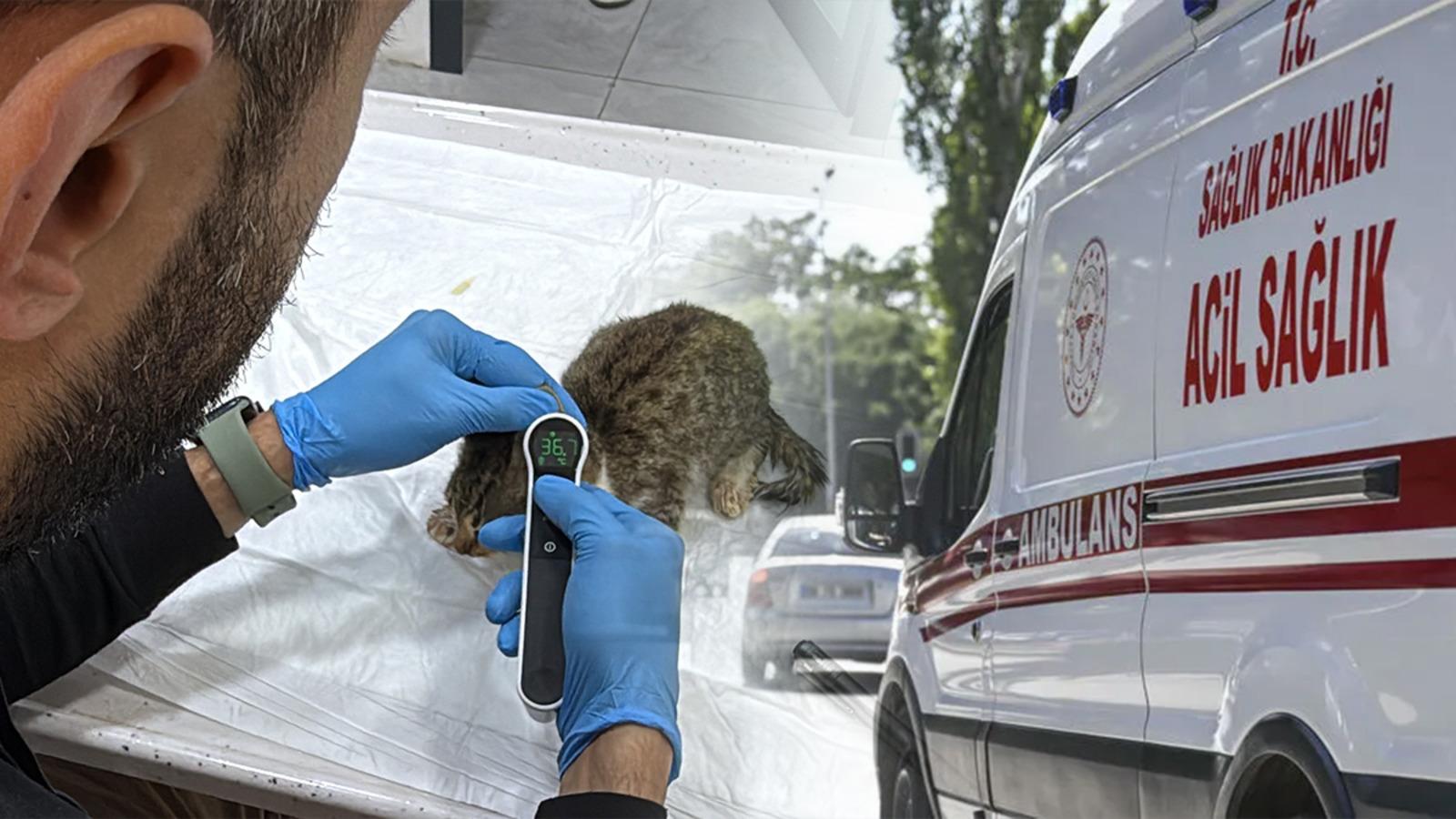 Tokat'ta salgın büyüyor! 5 bin kişi hastanelik olmuştu: Korkutan 'evcil hayvan' detayı