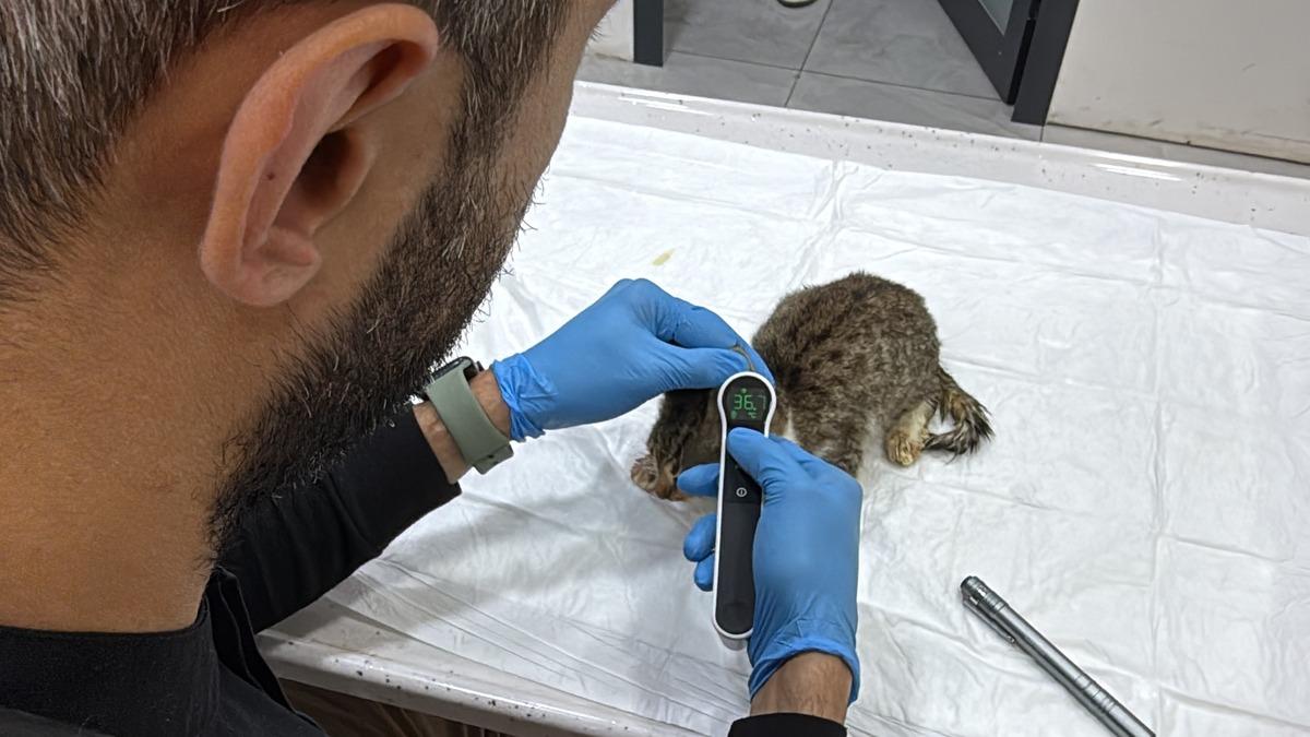 Tokat ta salgın büyüyor! 5 bin kişi hastanelik olmuştu: Korkutan evcil hayvan detayı 2