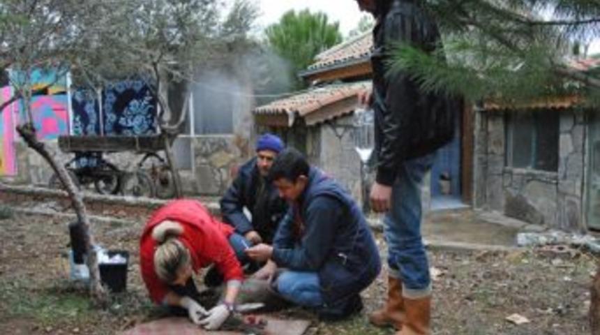 Denizde bulunan yaralı karaca tedavi ediliyor