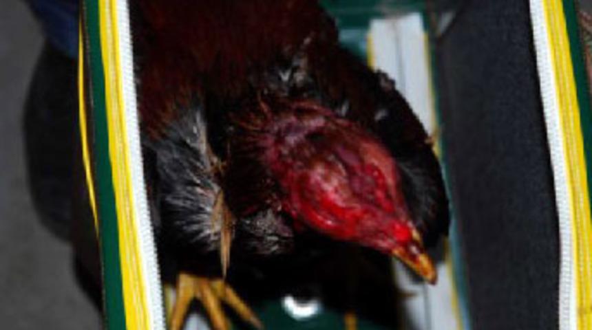 Hayvanları Koruma Derneği'nde horoz d&ouml;v&uuml;ş&uuml;