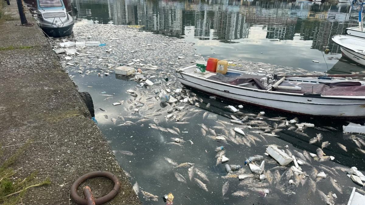 Palamut bolluğu &ccedil;ileye d&ouml;nd&uuml;: Ağır koku vatandaşları canından bezdirdi! 1