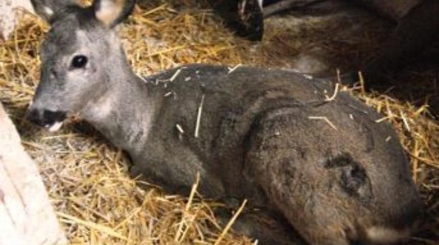 Yaralı karacalar tedavilerinden sonra doğaya salındı