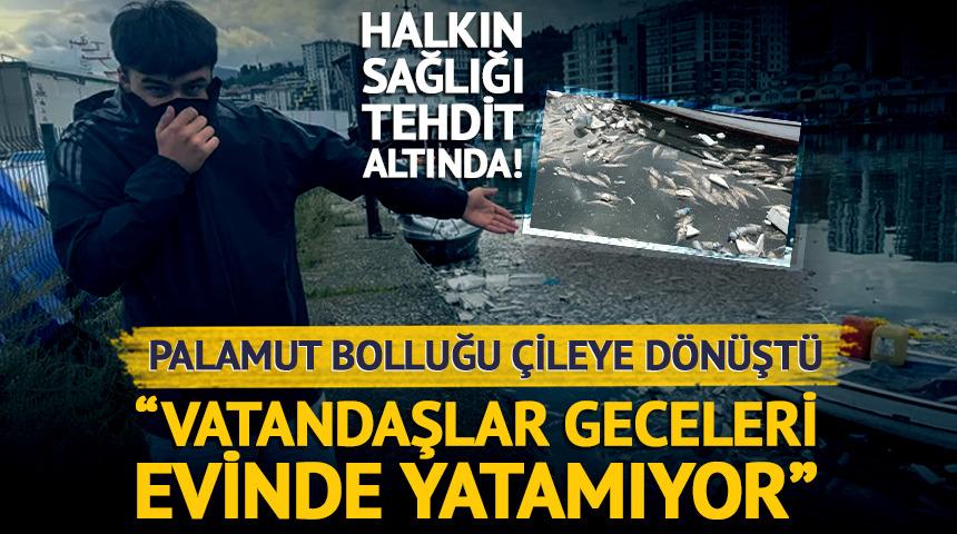 Palamut bolluğu &ccedil;ileye d&ouml;nd&uuml;: Ağır koku vatandaşları canından bezdirdi!