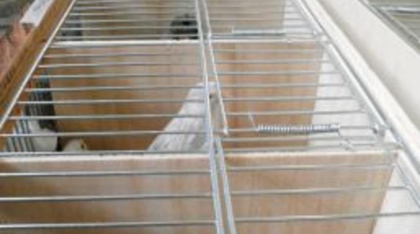 Milli 'kanaryalar' şampiyonluk i&ccedil;in İspanya&rsquo;ya u&ccedil;tu