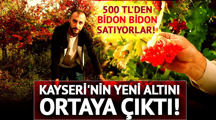 500 TL'den bidon bidon satıyorlar! Kayseri'de 'kırmızı altın' hasadı başladı