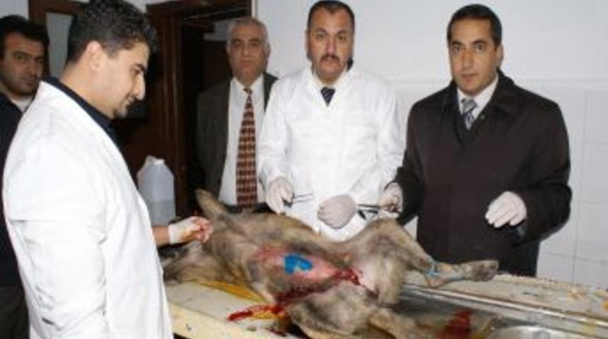 Aksaray Belediyesi bir ayda 500 k&ouml;peği kısırlaştırdı