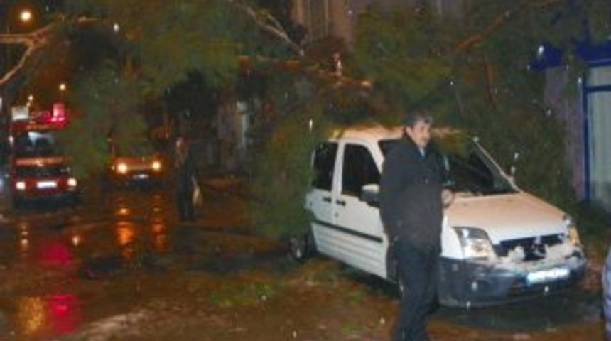 Kar ağırlığına dayanamayan &ccedil;am ağacı ikiye ayrıldı