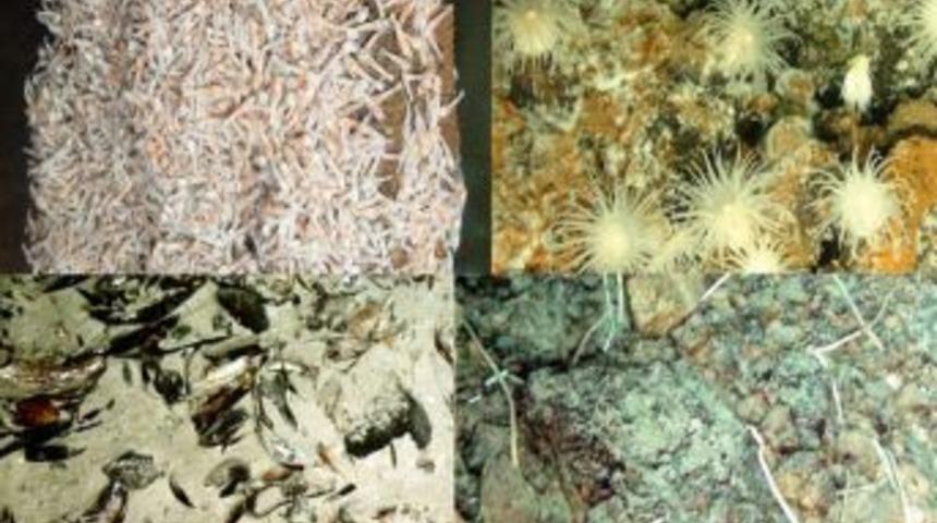 D&uuml;nyanın en derin sıcak su kaynaklarında yaşam keşfedildi