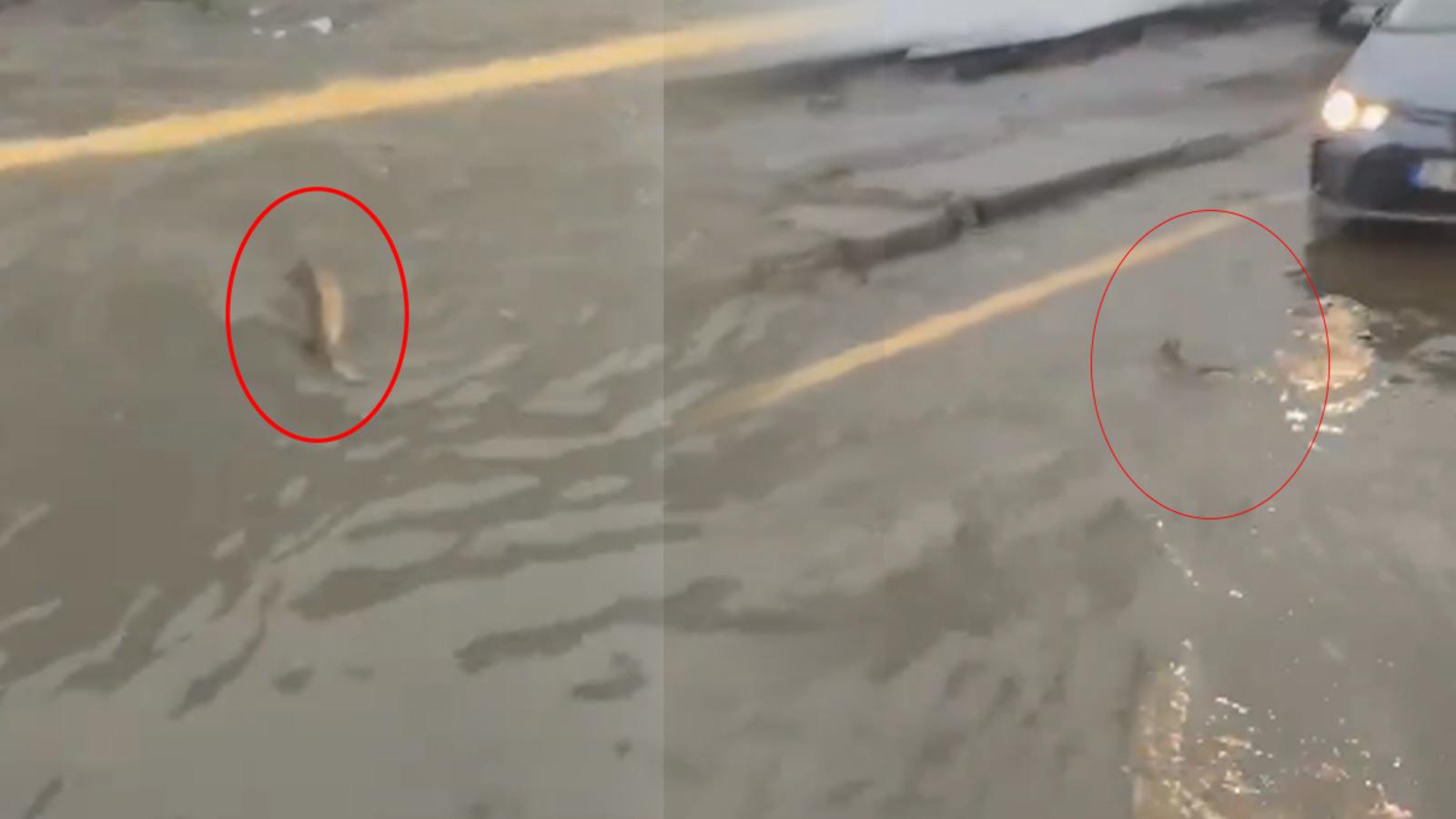 Şiddetli yağışın vurduğu İstanbul'da ilginç görüntü! Bir sürücü trafikte balığa yol verdi